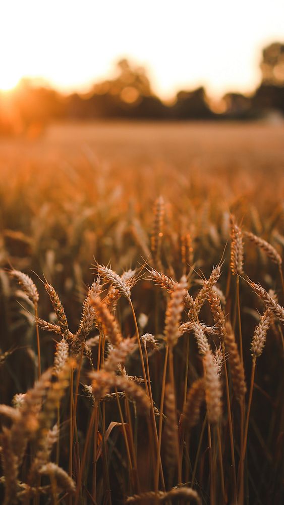 Wheat field phone wallpaper background, HD aesthetic nature image