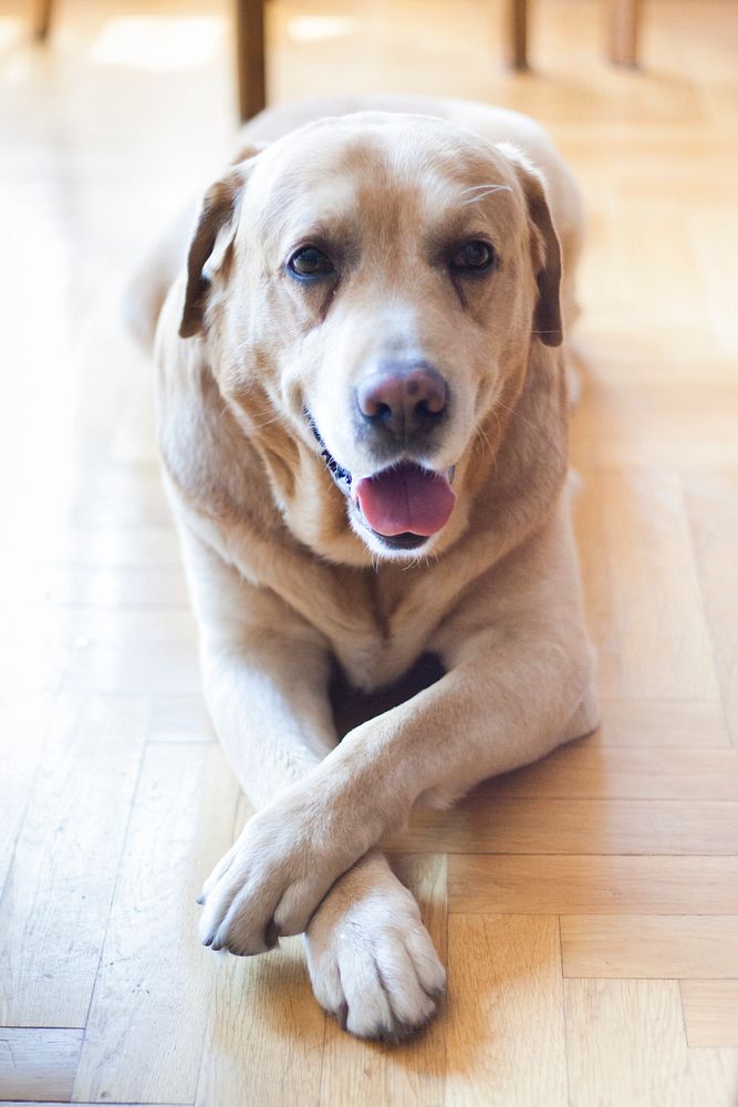 Labrador retriever dog lying on the floor. Visit Kaboompics for more free images.