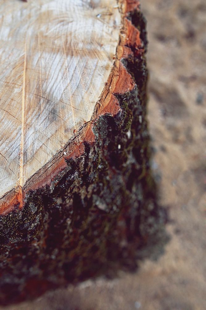 Close up of a wooden stump. Visit Kaboompics for more free images.