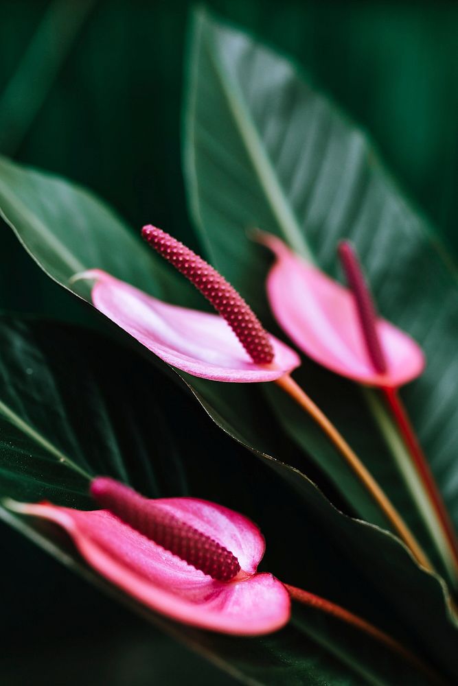 Close up of a pink laceleaf. Visit Kaboompics for more free images.