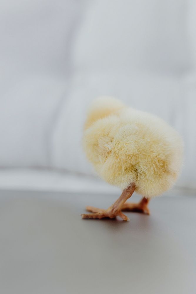 Close up of a baby chicken. Visit Kaboompics for more free images.