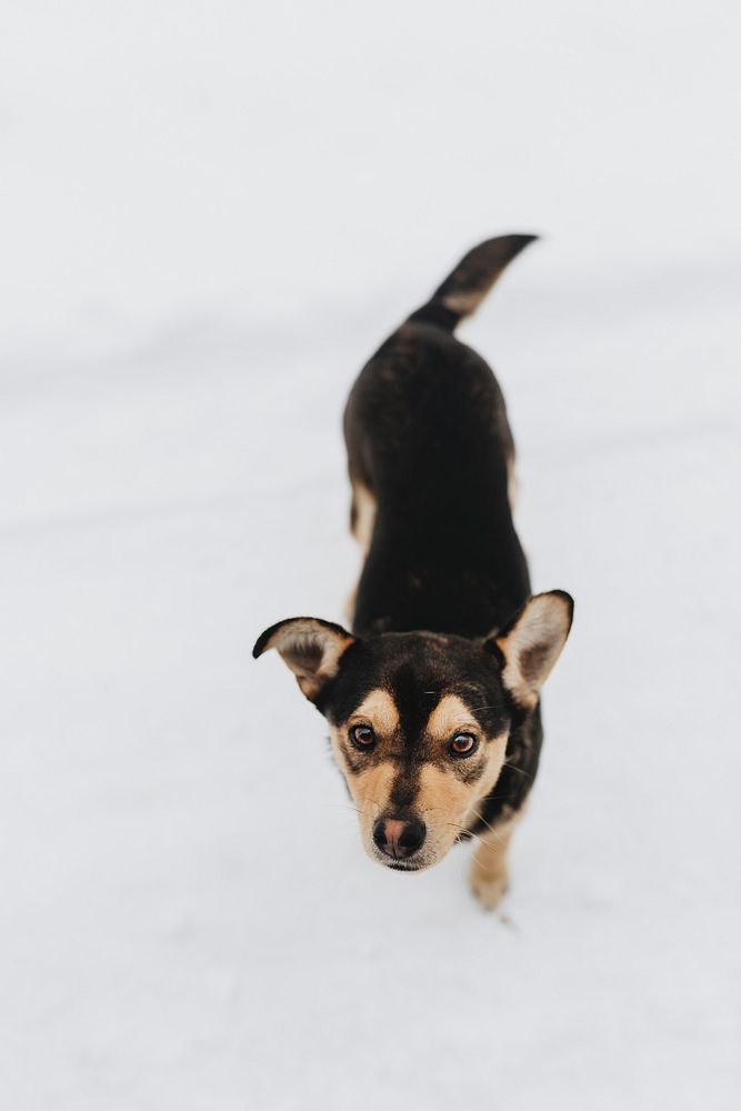 Black dog enjoying the snow. Visit Kaboompics for more free images.