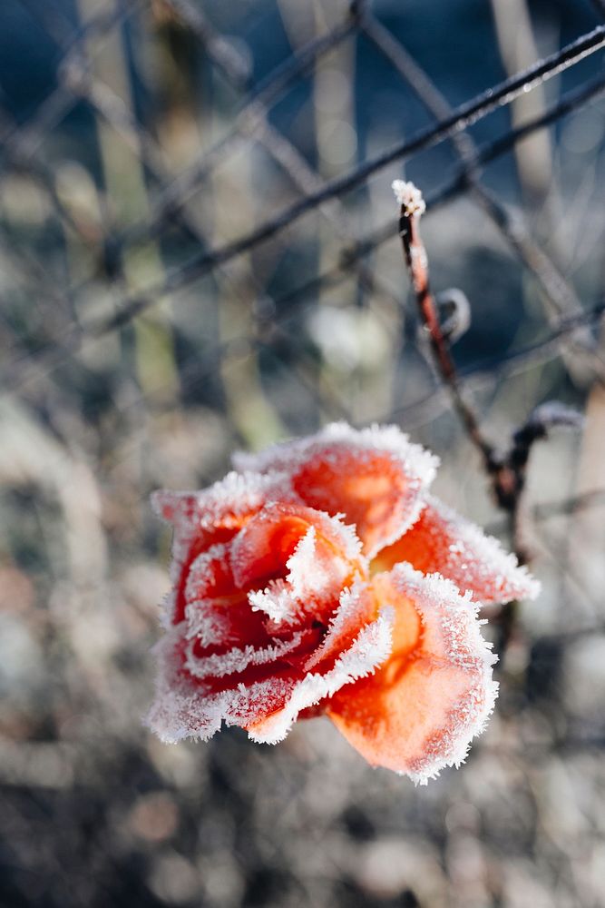 Flower covered with frost. Visit Kaboompics for more free images.