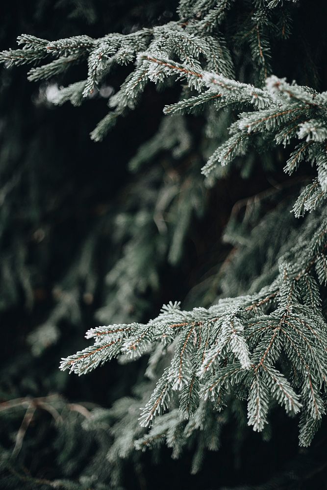 Pine tree covered with frost. Visit Kaboompics for more free images.