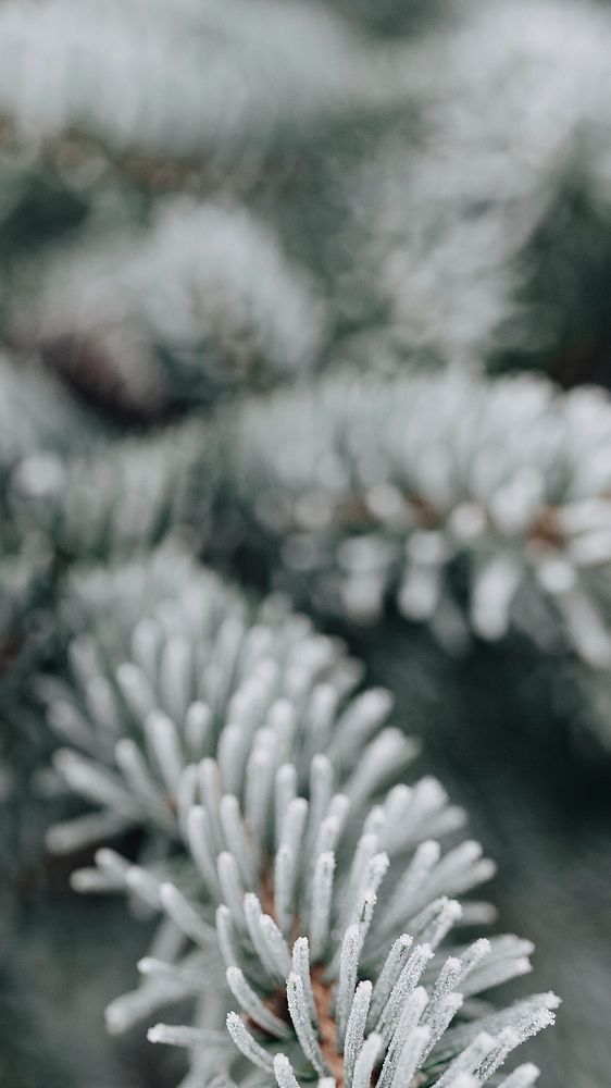 Mobile wallpaper background, pine tree covered with frost