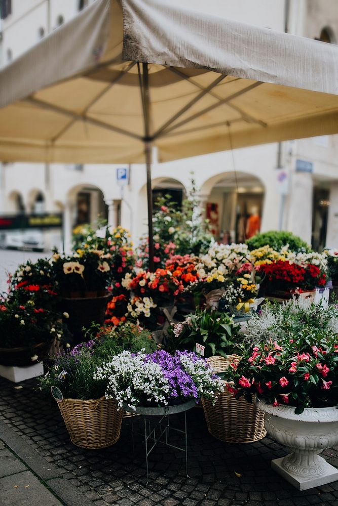 Variety of flowers at a market. Visit Kaboompics for more free images.