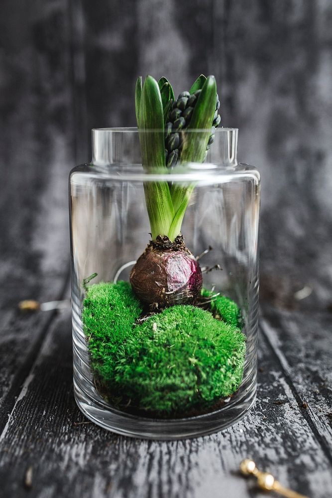 Hyacinth in a glass jar. Visit Kaboompics for more free images.