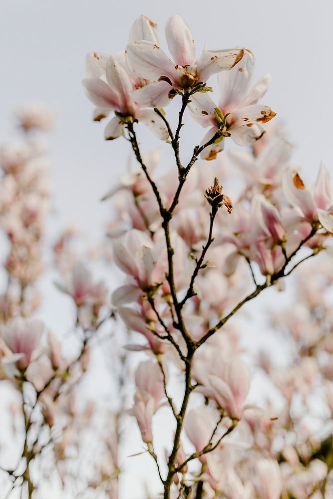 Pink blossoms on a tree in spring. Visit Kaboompics for more free images.