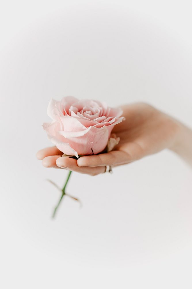 Woman holding a pink rose. Visit Kaboompics for more free images.