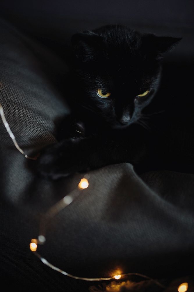 Black cat with lights. Visit Kaboompics for more free images.