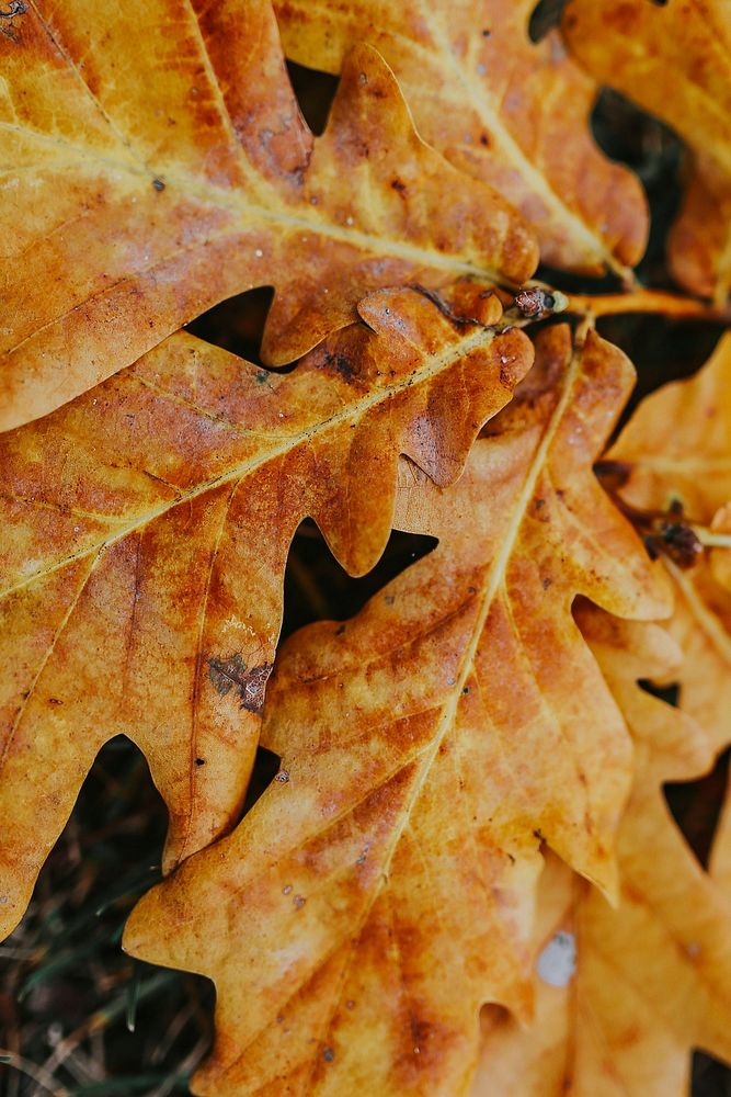 Oak foliage during autumn. Visit Kaboompics for more free images.