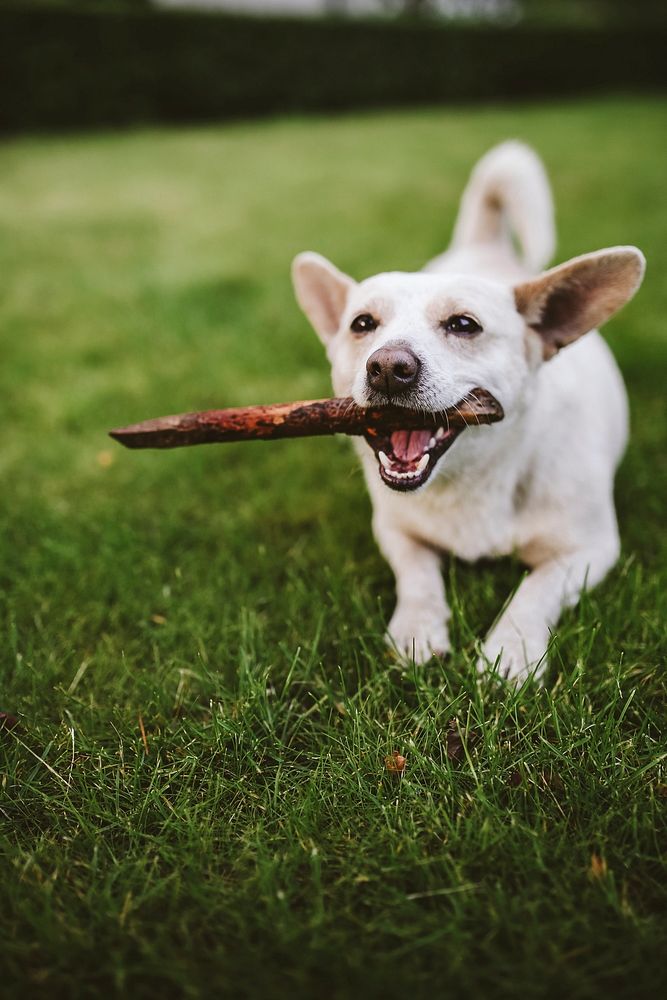 Cute little white dog with a stick. Visit Kaboompics for more free images.