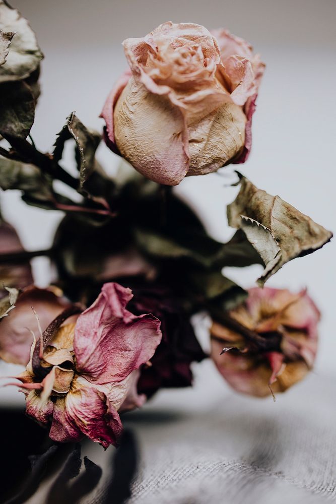 Dried pink roses. Visit Kaboompics for more free images.