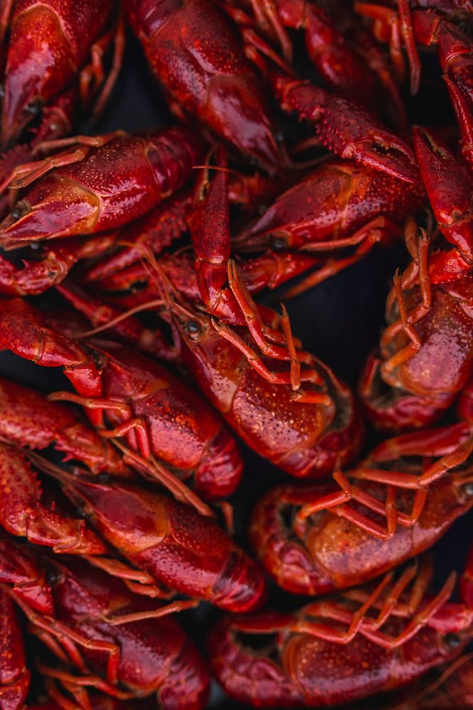 Close up of steamed crayfish. Visit Kaboompics for more free images.