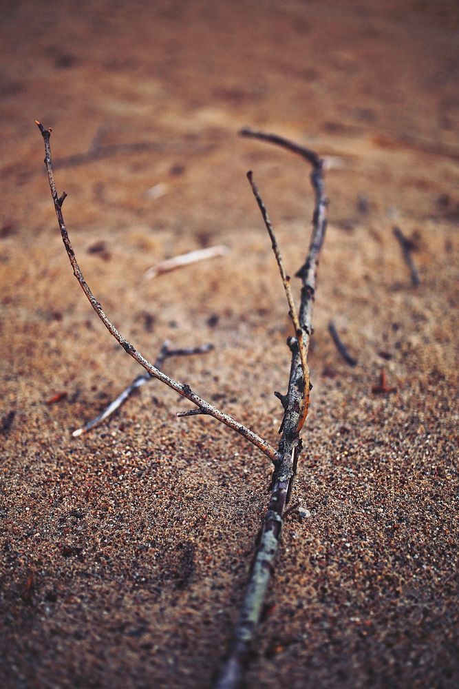 Tree branch in the sand. Visit Kaboompics for more free images.