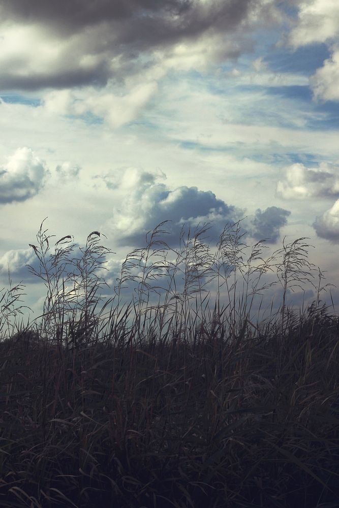 Sea grass by a lake. Visit Kaboompics for more free images.