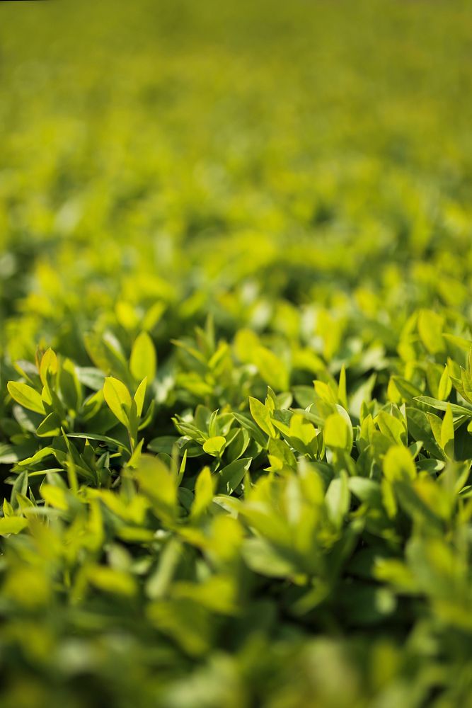 Closeup of grass. Visit Kaboompics for more free images.