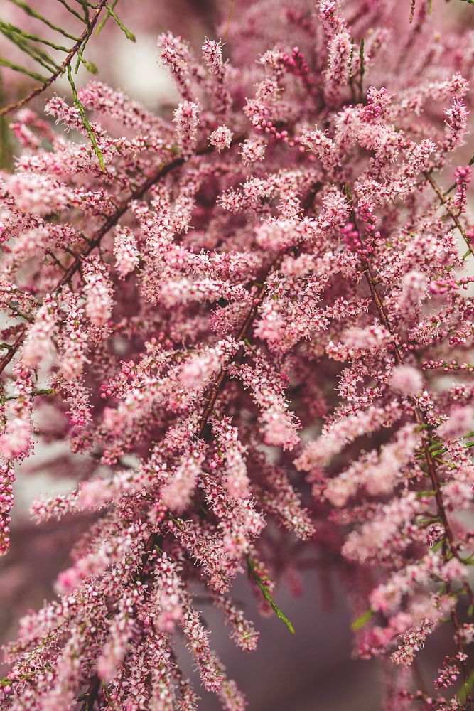 Tree in bloom with pink flowers. Visit Kaboompics for more free images.