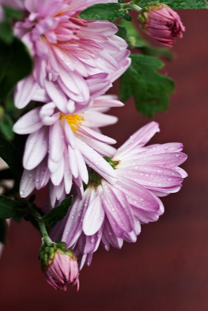 Chrysanthemum flowers in bloom. Visit Kaboompics for more free images.