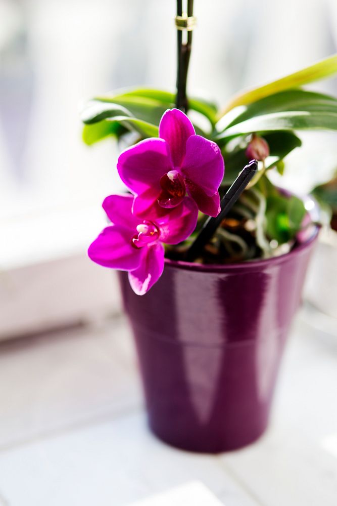 Pink Orchids in a pot. Visit Kaboompics for more free images.