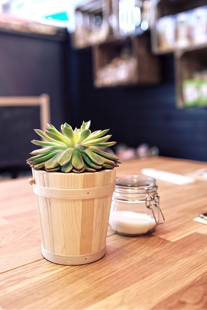 Small succulent on a table. Visit Kaboompics for more free images.