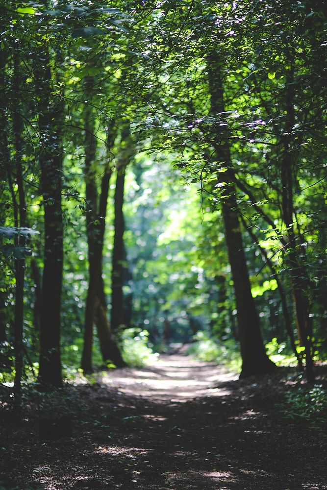 Walkway through the forest. Visit Kaboompics for more free images.