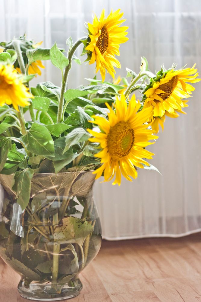 Beautiful sunflowers in a vase. Visit Kaboompics for more free images.