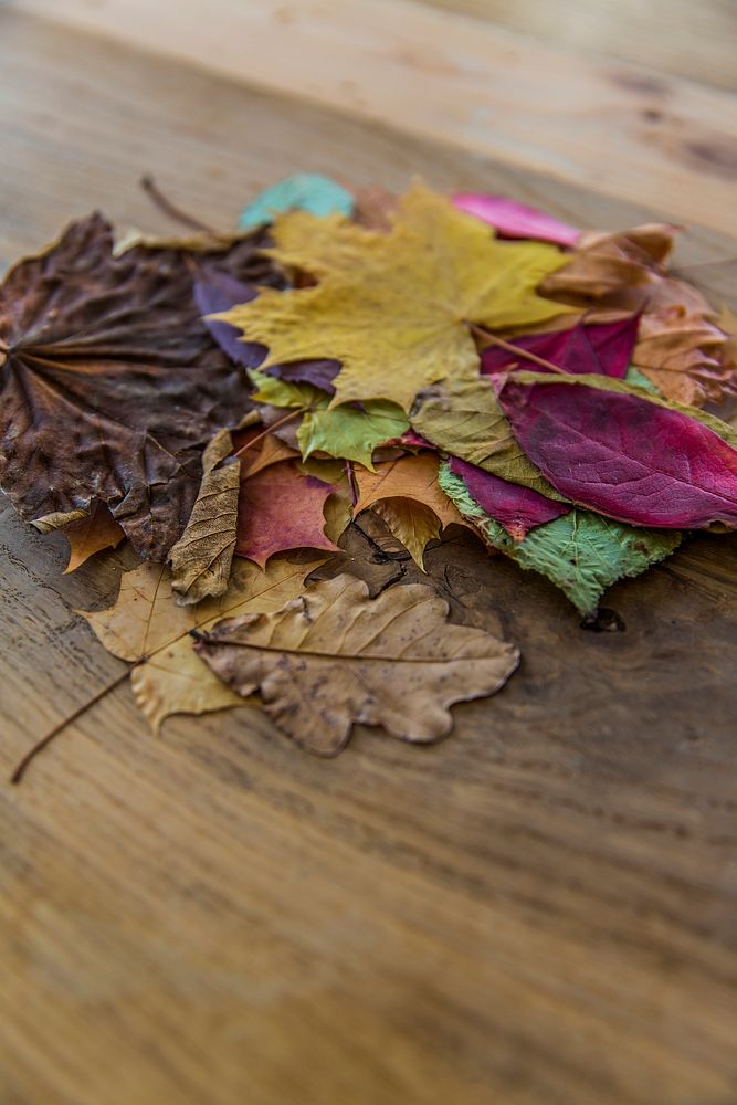 Colorful dried autumn foliage