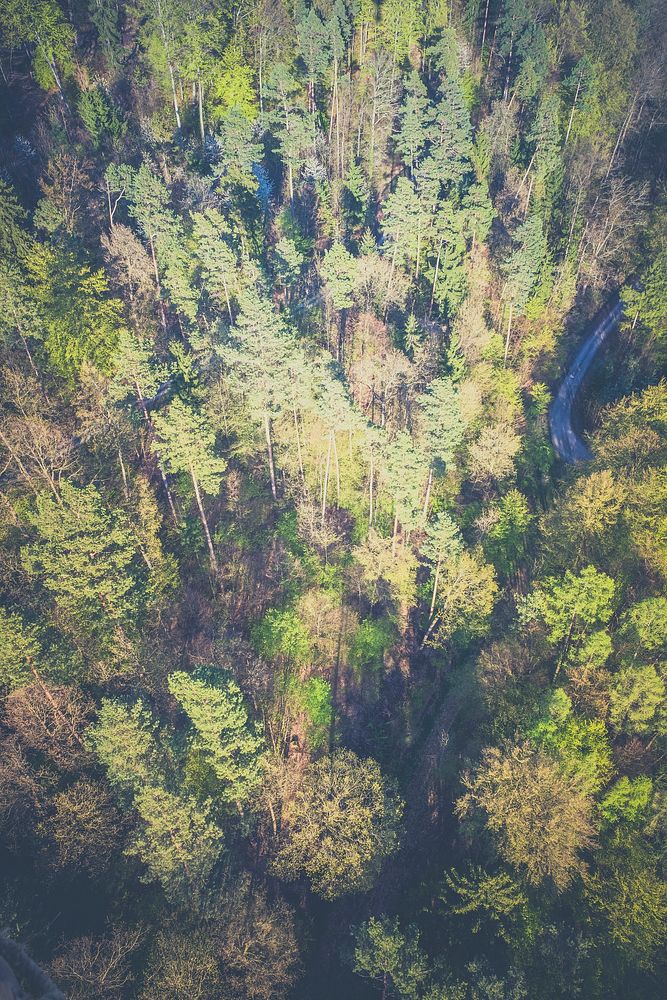 Aerial view of pine forest