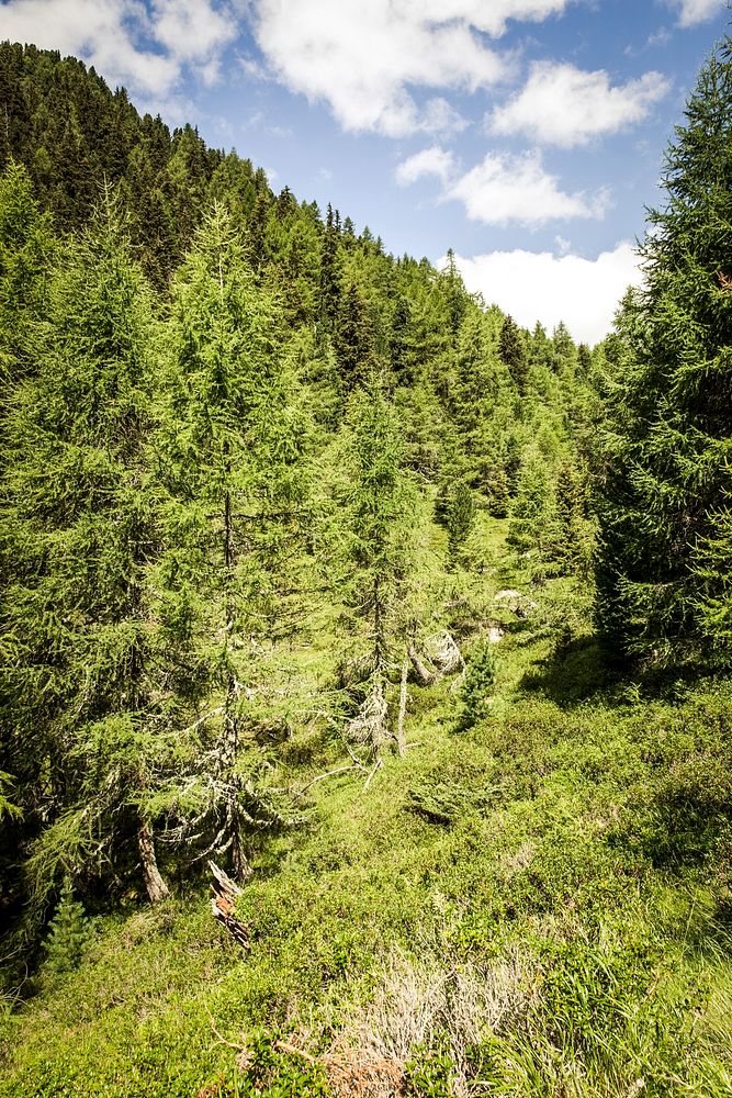 Pine forest in the Alps