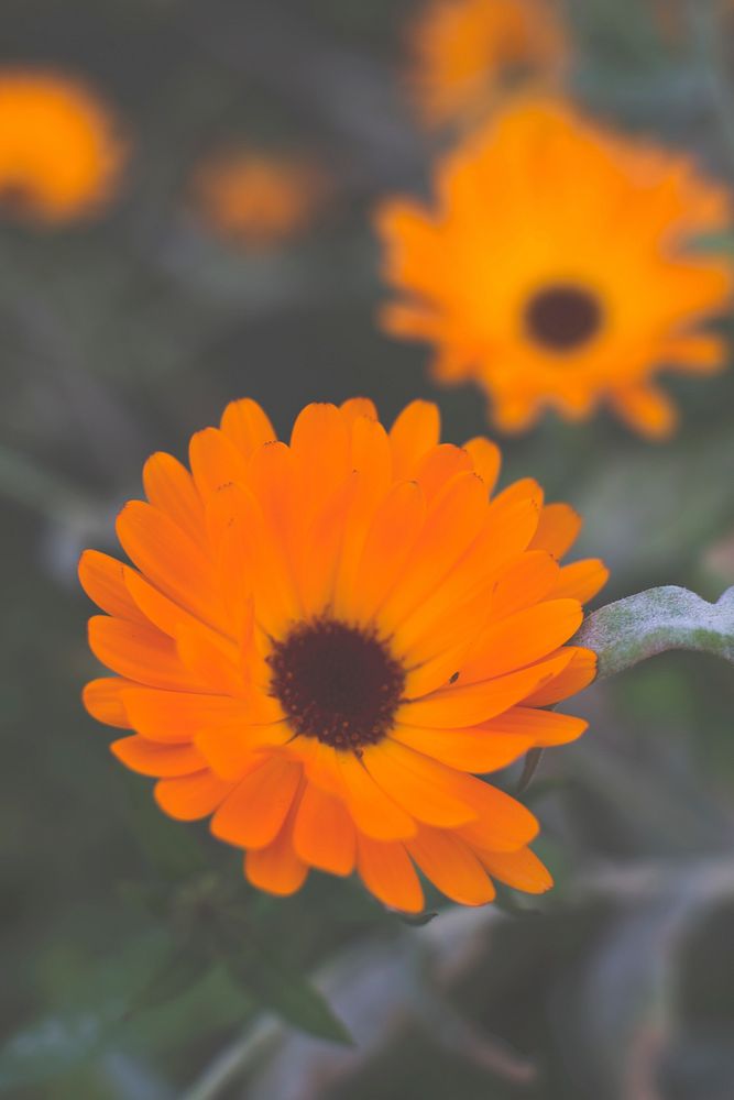 Orange Symphony flowers