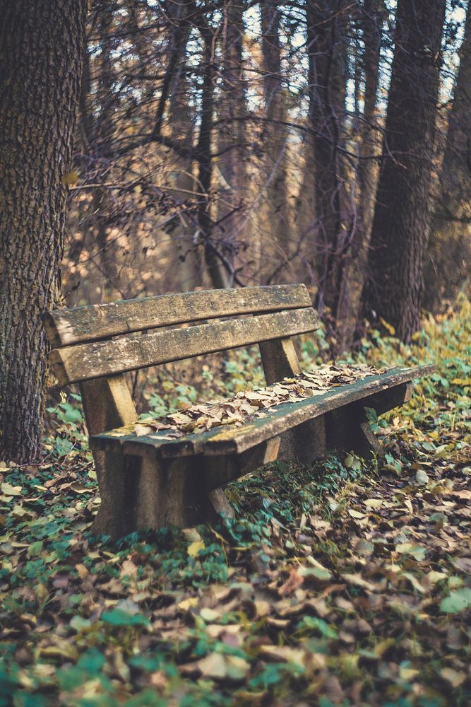 Wooden bench in a wood