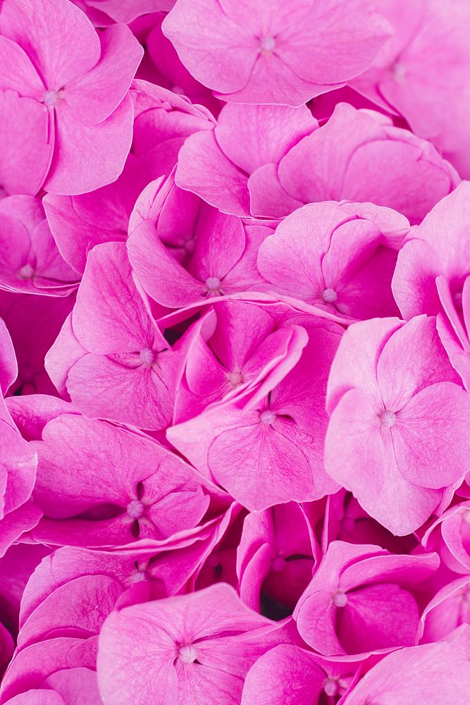 Closeup of pink flowers textured wallpaper