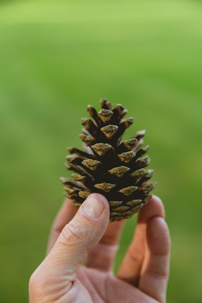 Hand holding a pinecone in the garden