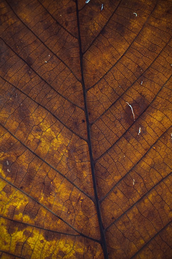 Close up for a dry leaf