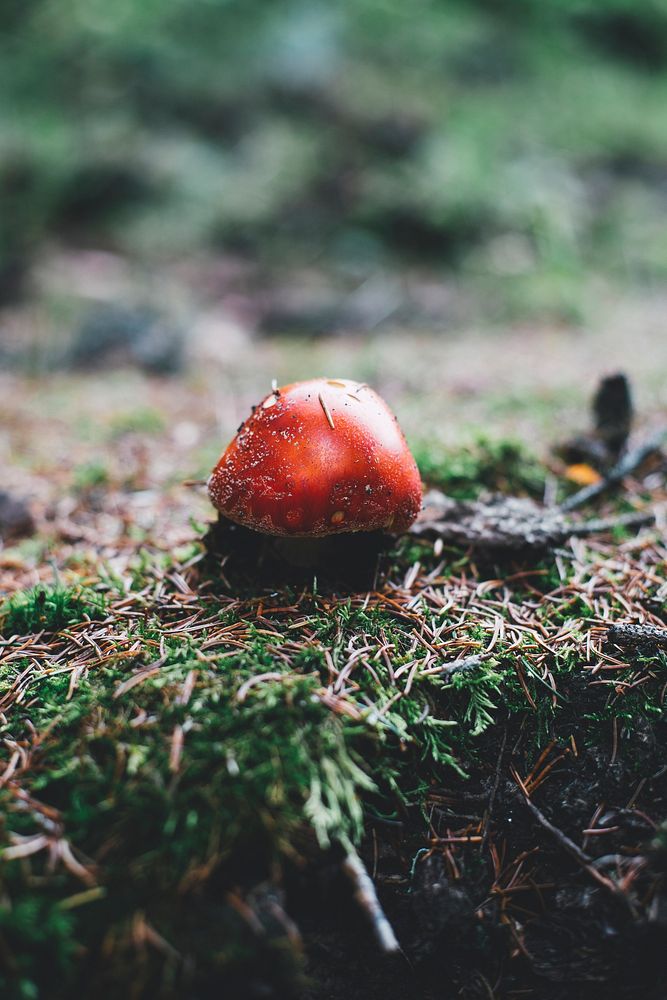 Red toadstool above the ground