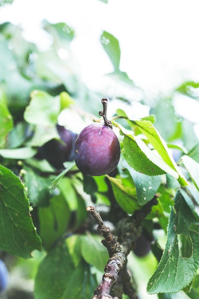 Fresh organic purple plum