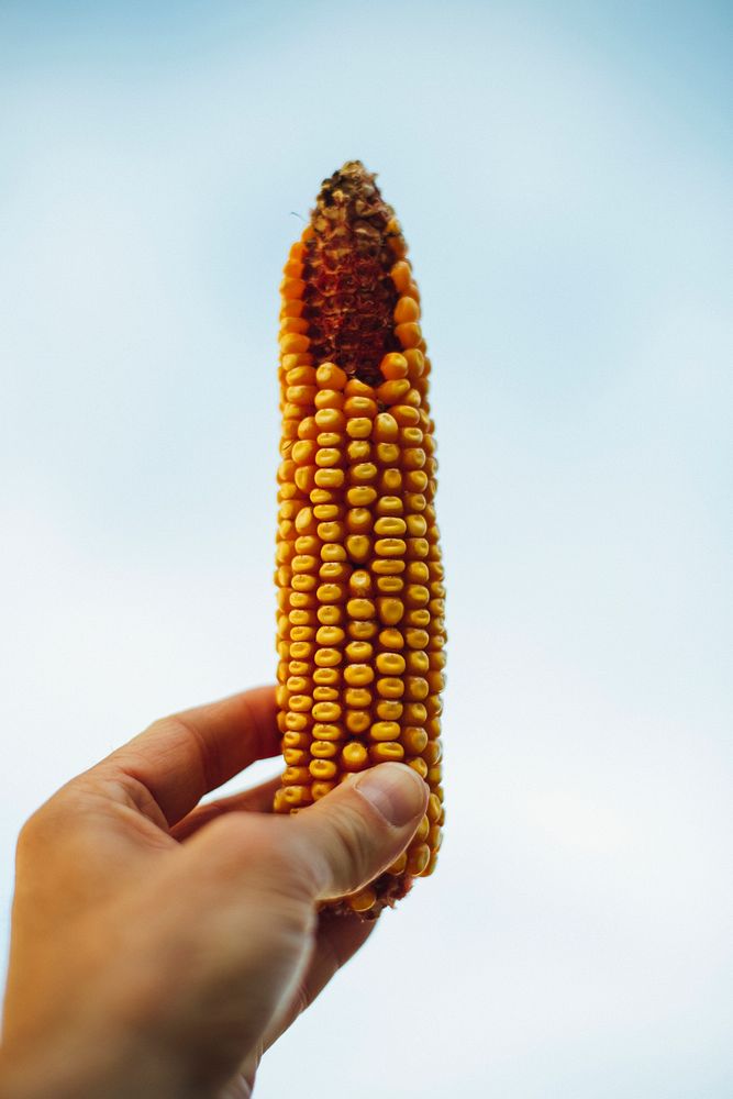 Man holding an eaten organic corn