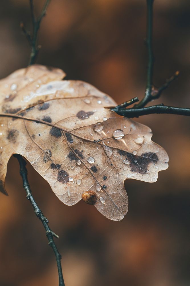 Dried leaf with droplets