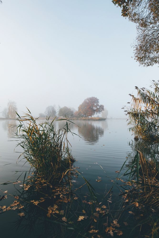 Grass on a foggy lake