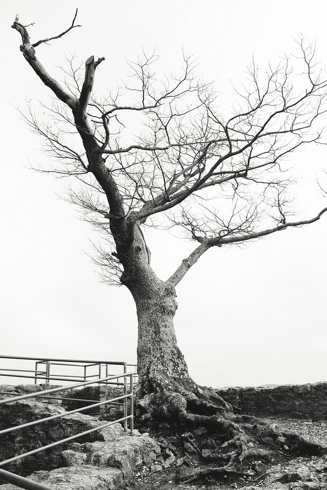 Tree trunk on Neideck castle