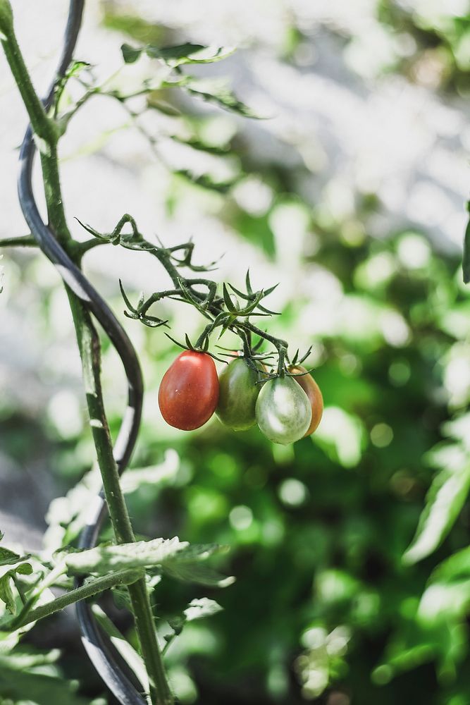 Fresh cherry tomatoes in a garden