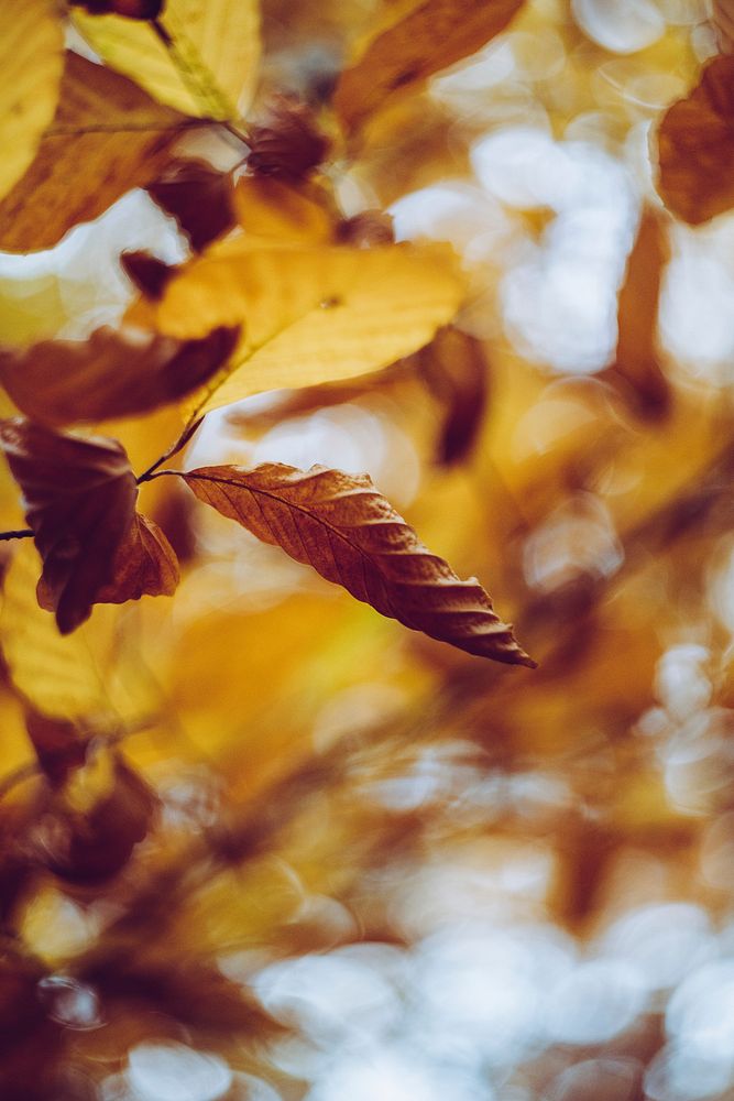 Closeup of yellow leaves in autumn