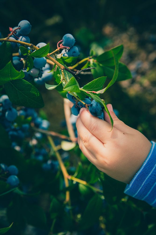 A child's hand picking a fresh blueberry