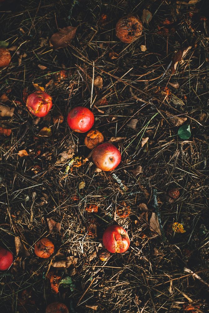 Fallen apples on the ground