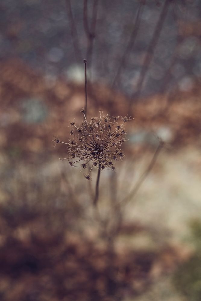 Closeup of a dried dandelion flower