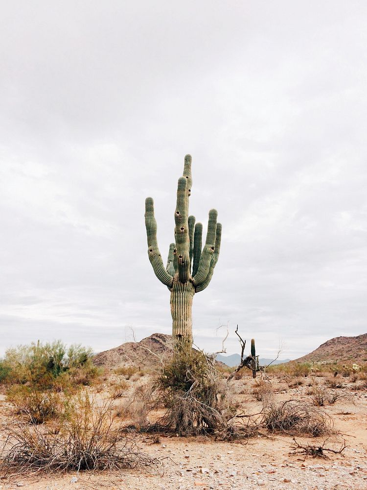 Saguaro Cactus in the Mojave Desert, United States
