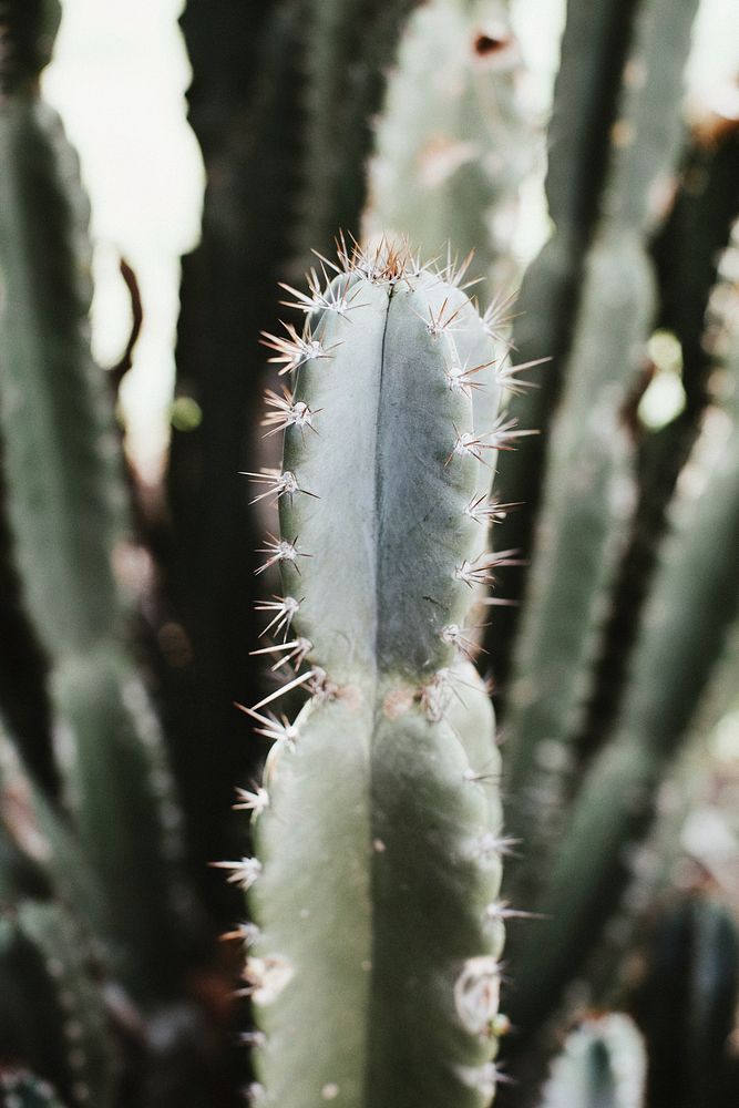 Prickly cactus in Arizona