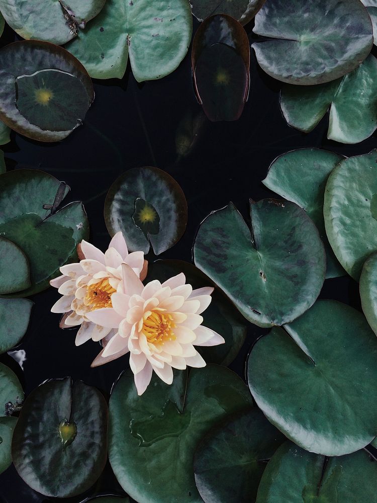 Lotus flowers on a pond