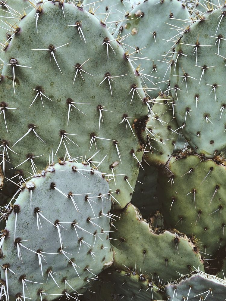 Close up of a prickly pear cactus